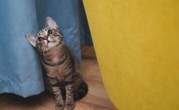Co to znaczy po angielsku Cat? Co to znaczy po angielsku Cat?