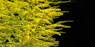 Kiedy sadzić rośliny płożące?