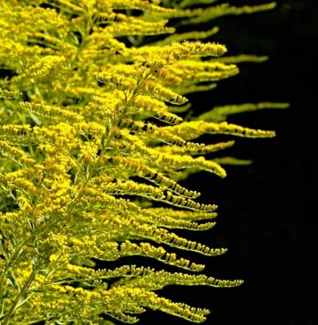 Kiedy sadzić rośliny płożące? Kiedy sadzić rośliny płożące?