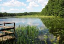 Jak wyglądają Nenufary? Jak wyglądają Nenufary?