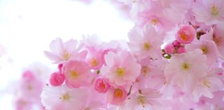 Jakie są rośliny wodne? Jakie są rośliny wodne?