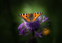 Czy miedź reaguje z wodą?